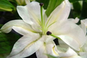 白百合的花语是什么