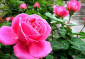 月季花怎么养殖