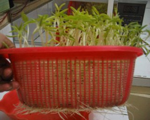 自己在家怎样发豆芽