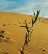 ��������ɳĮ�� ɳĮ���������ɫ��