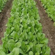 ��ʳ������Ϊ����ʲô ���������ǻ���