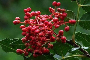 花椒可以预防牙痛吗 花椒生活中的作用