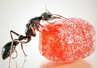 家里有蚂蚁怎么办 家里蚂蚁多怎么办