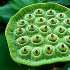 莲子心的功效与作用