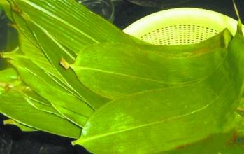 ��Ҷ��ô���� ��Ҷ�Ĵ�������