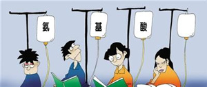 补充氨基酸并非多多益善