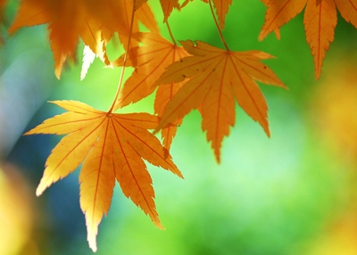 �＾����С��ʶ �＾Ҫ�����ȷ����