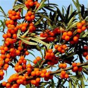 ɳ���Ĺ�Ч������ ɳ����ʲô��Ч������