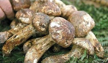 Ұ��������ô���� ��δ���Ұ������