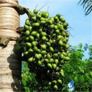 ���ƵĹ�Ч������ ���ƵĹ�Ч����������Щ