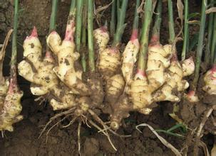 ������������ ���������ķ���