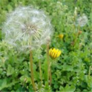 �ѹ�Ӣ��ҩ�ü�ֵ �ѹ�Ӣ��ʲô����