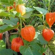 ������ҩ�ü�ֵ �������ʲô��Ч