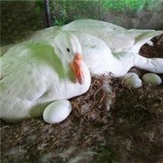 �쵰��ҩ�ü�ֵ �Զ쵰��ʲô����