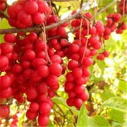 ��ζ�ӵĸ����� ʳ����ζ��Ӧע��ʲô