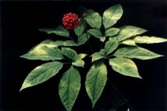 �˲λ� �˲λ������ú͹�Ч����Щ