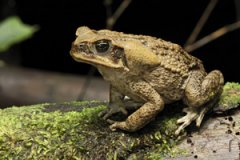 ��ܵ�ҩ�ü�ֵ ��ܵ�ҩ�ü�ֵ����Щ