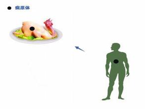 禽流感防治小贴士 如何预防禽流感问题