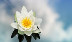 ѩ�����Ĺ�Ч������ ѩ�����Ĺ�Ч����������Щ