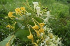 �������ĸ���������Щ ����������Щ������