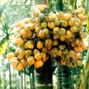 �����и��ܳ������� �и������ƺ���