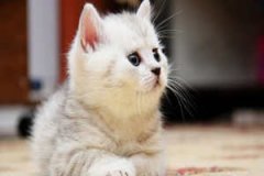 ������è����̥�̹��� ̥�̹��´�ȫ