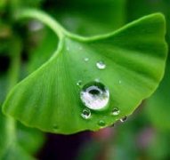 ¶������Ҷ����̥�̹���