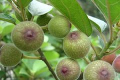 �и��ܳ��޻�����������ʳ�ֲ�