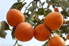 �и��ܳ����������ڵ���ʳָ��