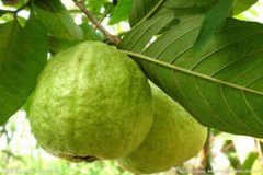 �и��ܳԷ�ʯ�����и�����ʳָ��