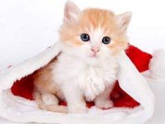 С��è��С���ñ���̥�̹���