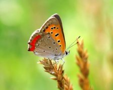 ����ĵ�һ�仨����̥�̹���