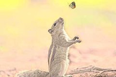 ���������ѵĺ���̥��С����