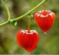 �и��ܳԵ������𽡿���ʳС��ʶ