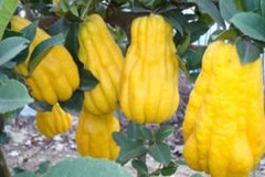 �и��ܳԷ��ֹ�����ʳ�뽡��֪ʶ