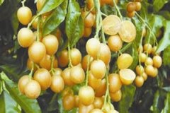 �и��ܳԻ�Ƥ��������ʳ�ֲ�