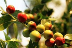 �и��ܳ��������и���ʳ����