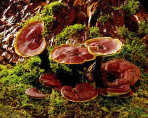 孕妇能吃灵芝吗