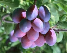 �и��ܳ���÷�� ���ڳ���÷����