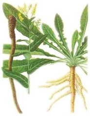 孕妇能喝板蓝根吗