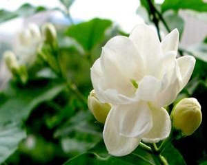 �и��ܺ����򻨲���