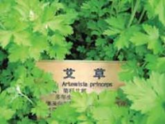 ������ʲô �����ܳ���