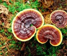 ��֥��ô�� ��֥��ô�����