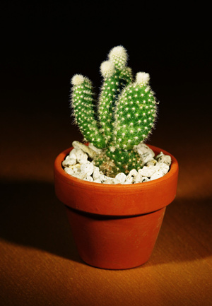 仙人掌的药用价值 仙人掌的药用价值有哪些