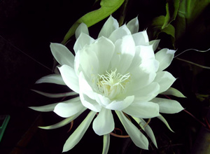 昙花的药用价值 昙花的药用价值有哪些