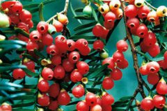 �춹ɼ��ҩ�ü�ֵ����Щ �춹ɼ����Щҩ�ü�ֵ