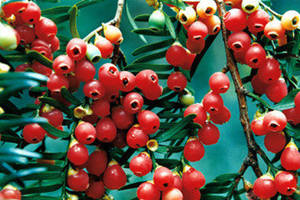 �춹ɼ��ҩ�ü�ֵ