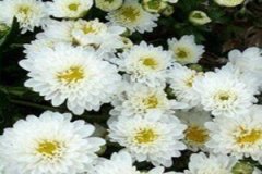 �׾ջ���Ĺ�Ч������ �׾ջ���ĺô�����Щ