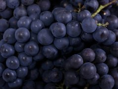 ʲôʳ�￹˥�� ��Ч��˥�ϵ���ɫʳ�����