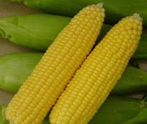 �ѷ�ʳ�Ƶķ��� �ѷ���ʲô��